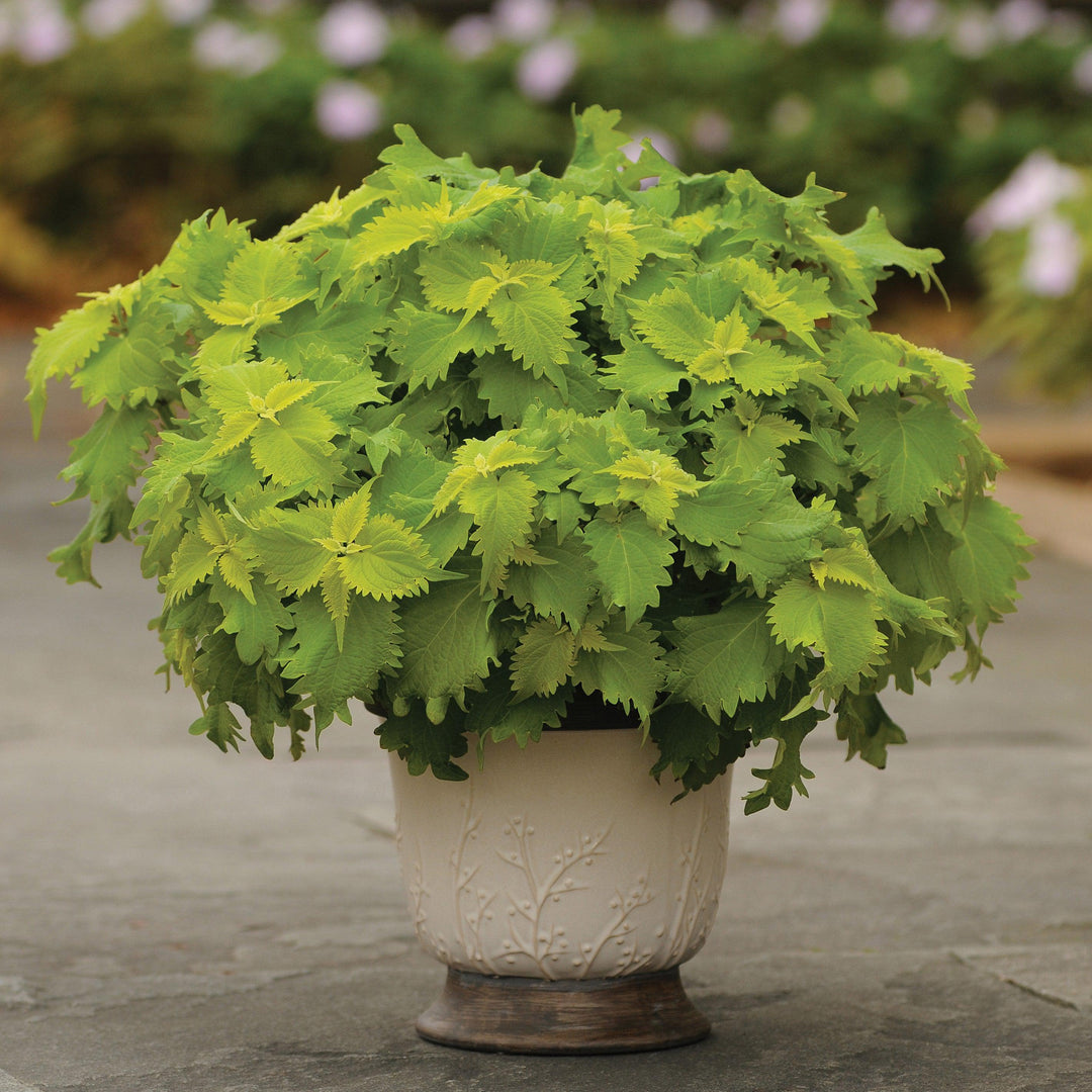 Solenostemon scutellarioides ‘UF0843’ ~ Wasabi Coleus-ServeScape