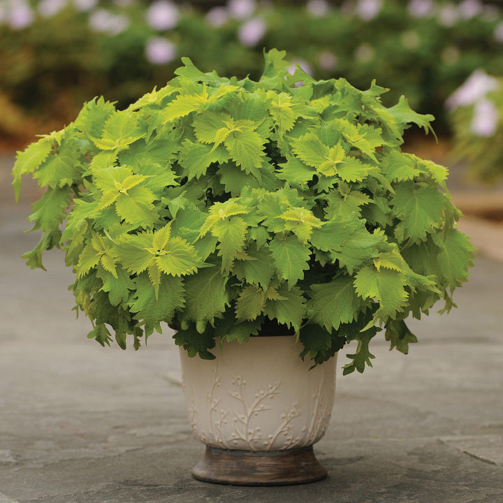 Solenostemon scutellarioides ‘UF0843’ ~ Wasabi Coleus-ServeScape