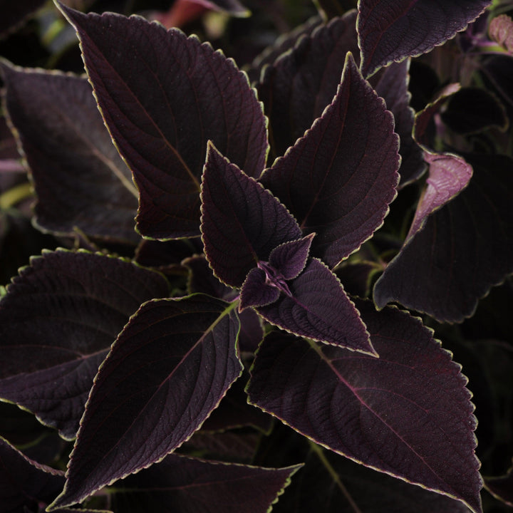 Solenostemon scutellariodes 'Balcovino' ~ Vino Coleus-ServeScape