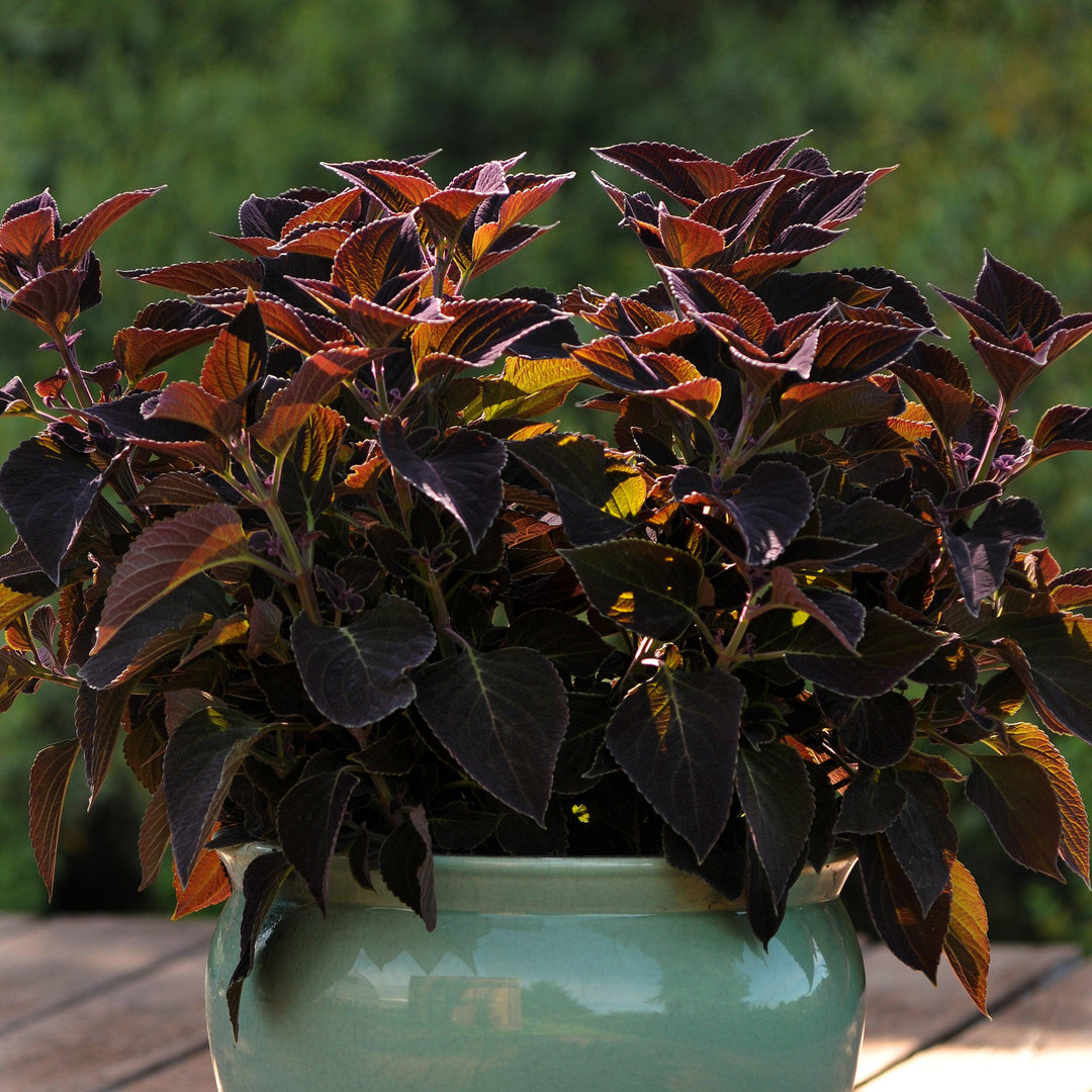 Solenostemon scutellariodes 'Balcovino' ~ Vino Coleus-ServeScape