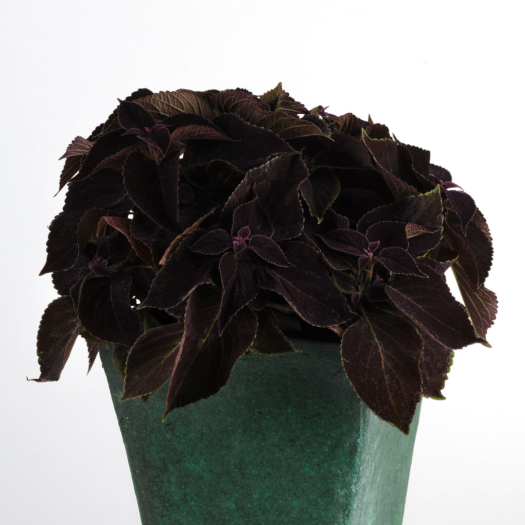 Solenostemon scutellariodes 'Balcovino' ~ Vino Coleus-ServeScape