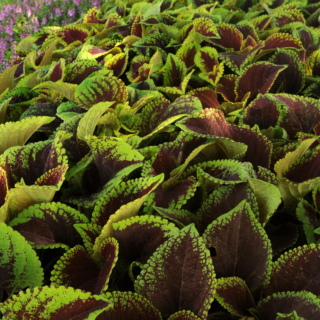 Solenostemon 'PAS904512' ~ Kong Jr.™ Scarlet Improved Coleus-ServeScape