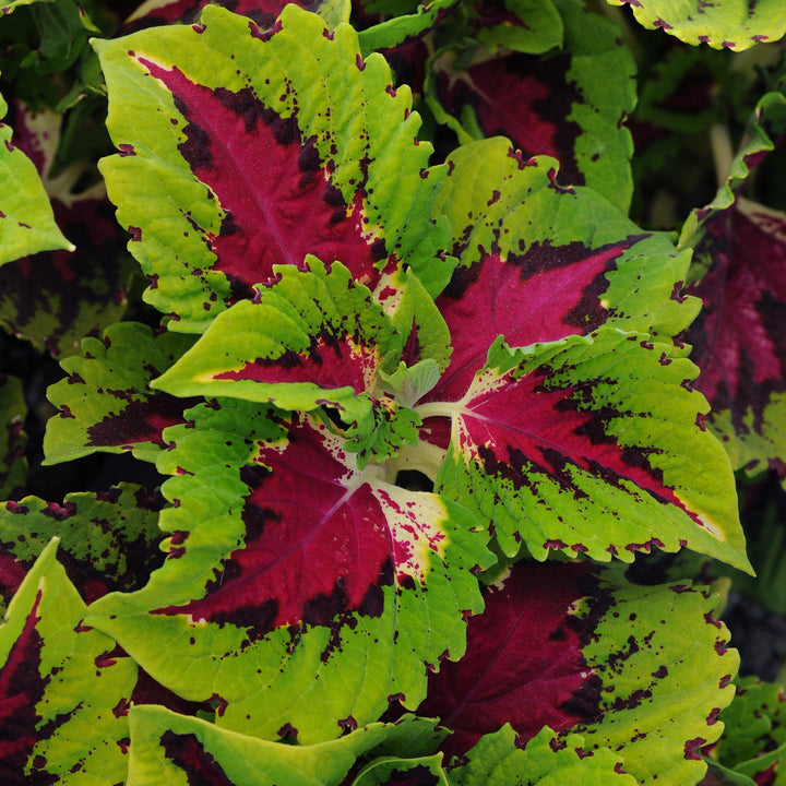 Solenostemon 'PAS904510' ~ Kong Jr.™ Rose Improved Coleus-ServeScape
