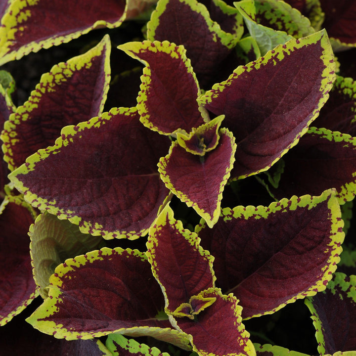 Solenostemon 'PAS904512' ~ Kong Jr.™ Scarlet Improved Coleus-ServeScape