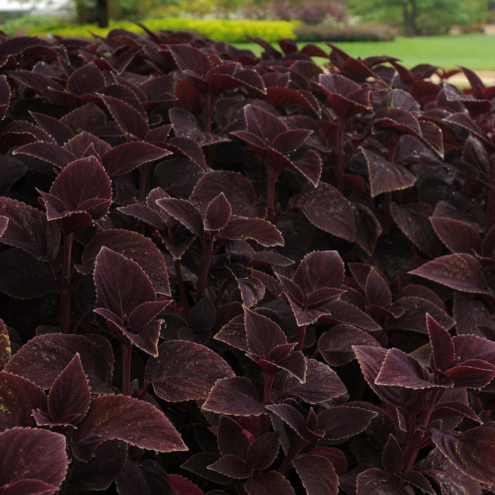 Solenostemon scutellariodes 'Balcovino' ~ Vino Coleus-ServeScape
