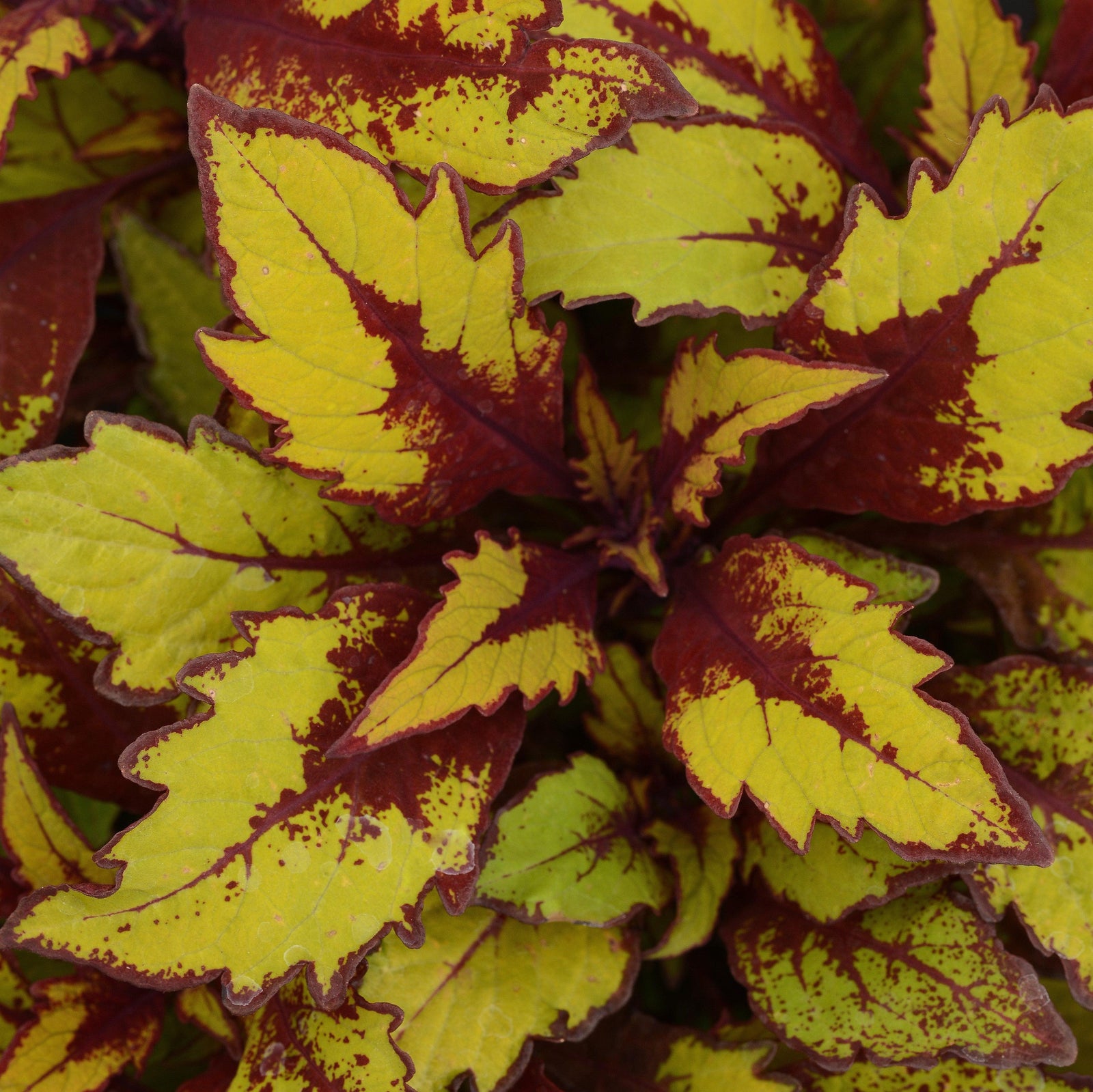 Solenostemon scutellarioides 'UF12-73-5’ ~ FlameThrower™ Spiced Curry Coleus-ServeScape