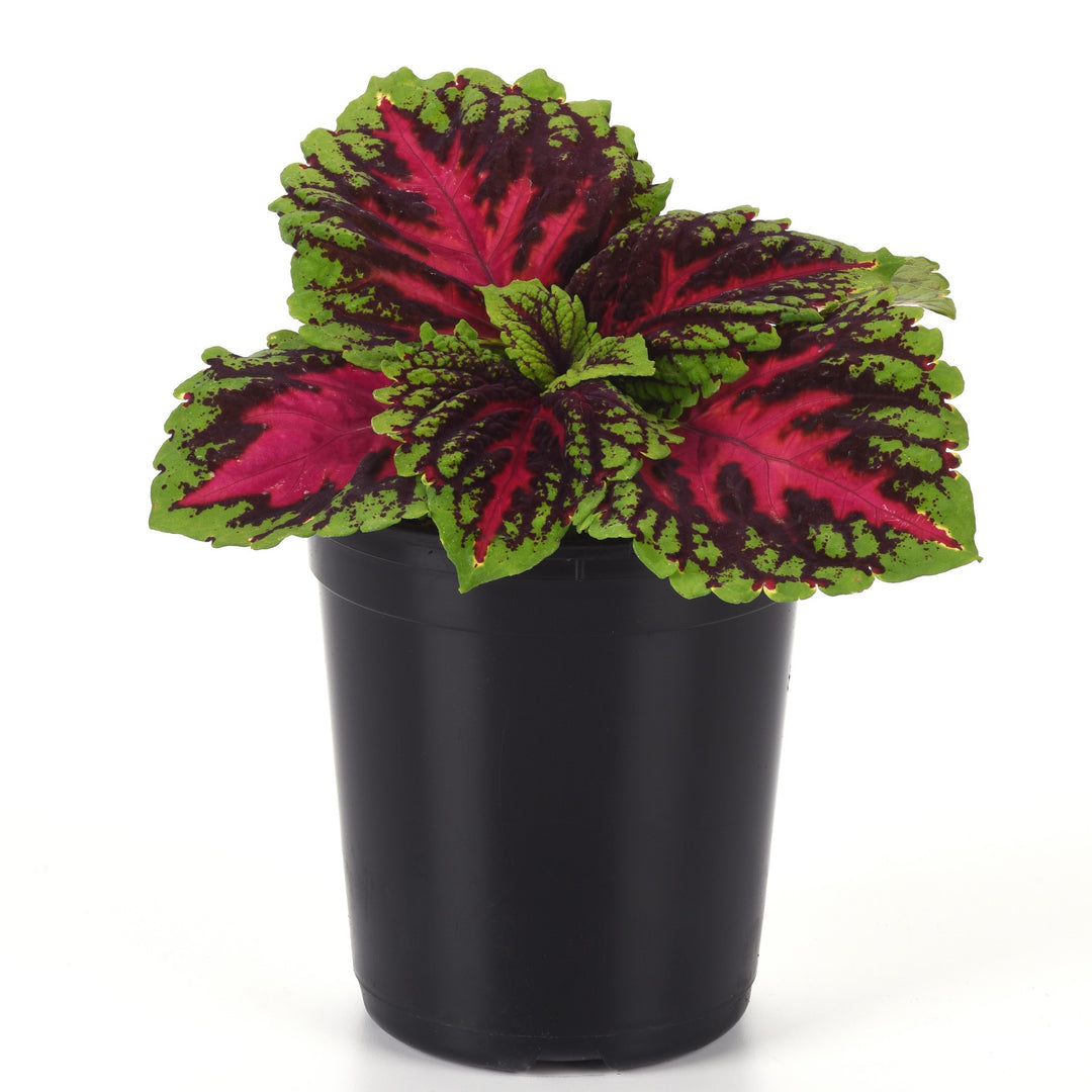 Solenostemon 'PAS904510' ~ Kong Jr.™ Rose Improved Coleus-ServeScape