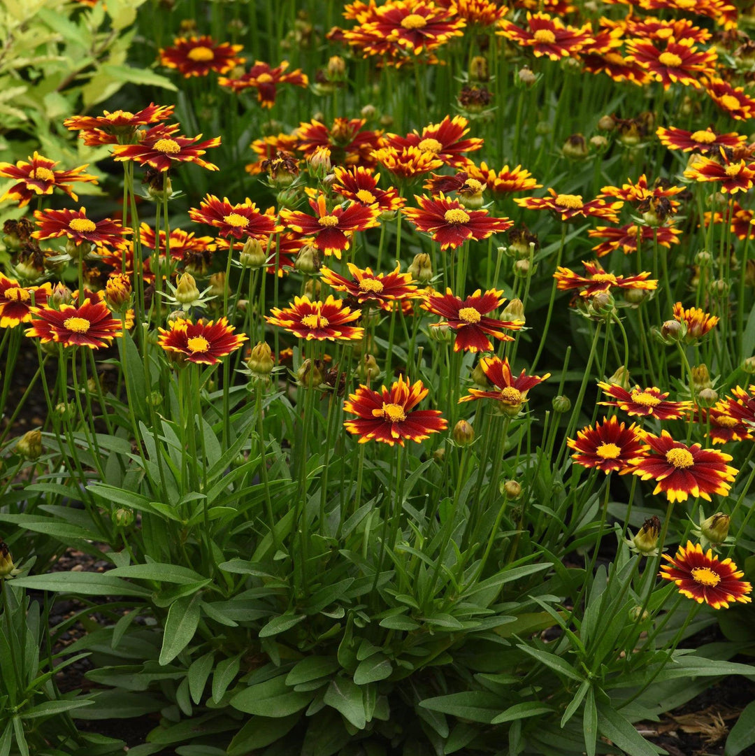 Coreopsis Baluptred' PP3386' ~ Uptick™ Red Coreopsis-ServeScape