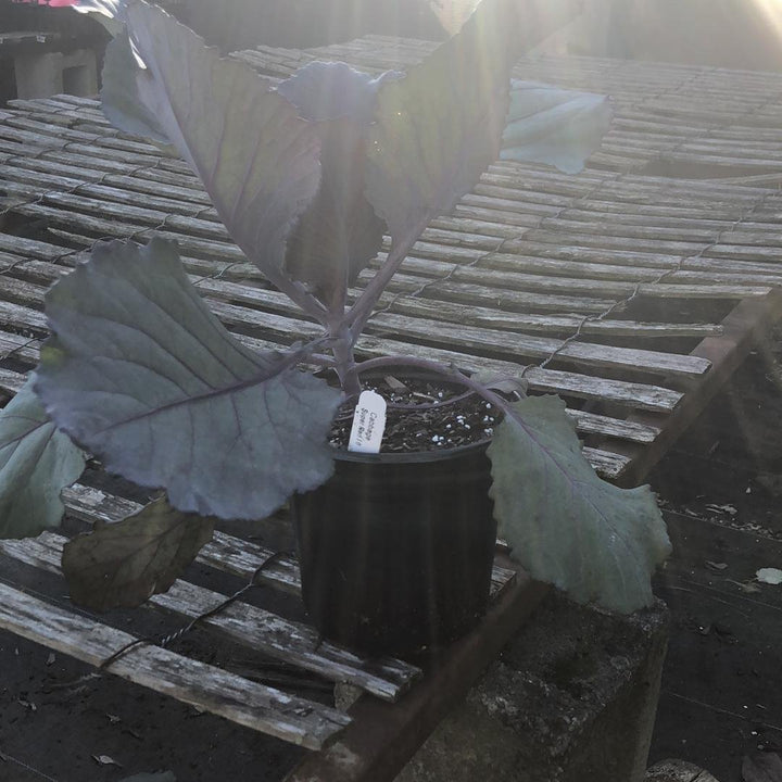 Cabbage “Super Red”-ServeScape