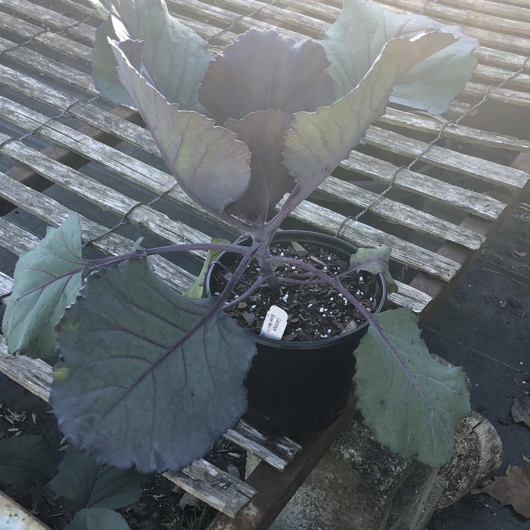 Cabbage “Super Red”-ServeScape