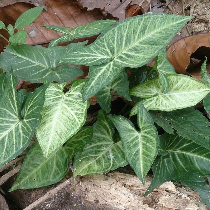 Caladium 'Aaron' ~ Aaron Caladium-ServeScape