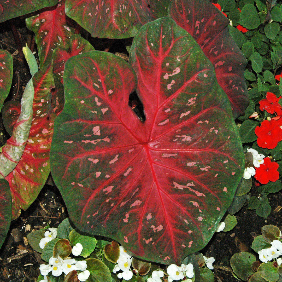 Caladium 'Red Flash ~ Red Flash Caladium-ServeScape