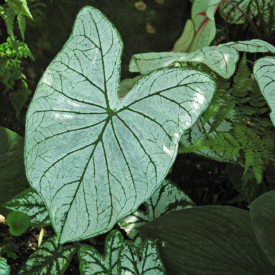 Caladium 'White Christmas' ~ White Christmas Caladium-ServeScape