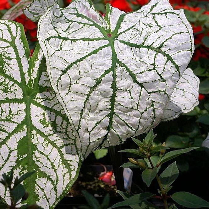 Caladium 'White Christmas' ~ White Christmas Caladium-ServeScape
