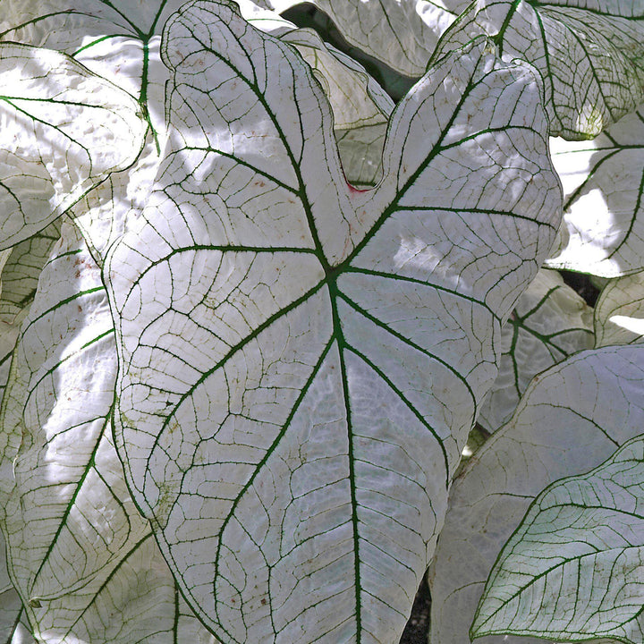 Caladium 'White Christmas' ~ White Christmas Caladium-ServeScape