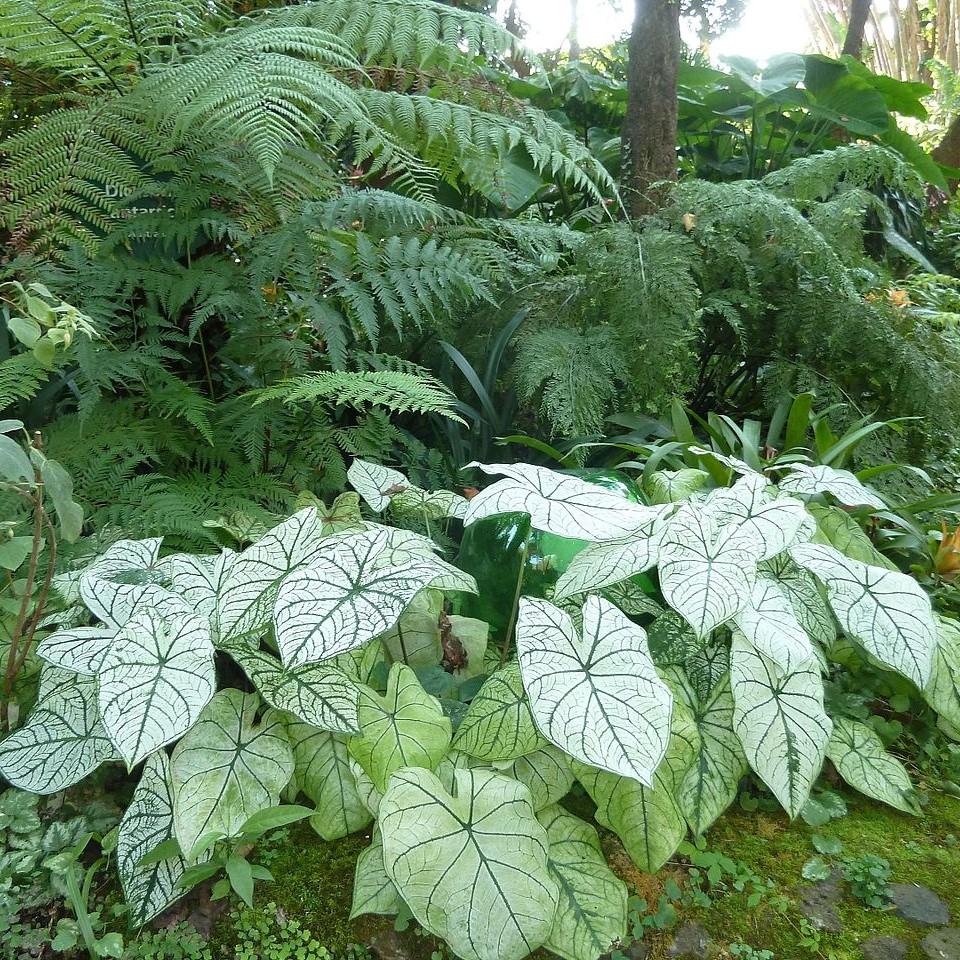 Caladium 'White Christmas' ~ White Christmas Caladium-ServeScape