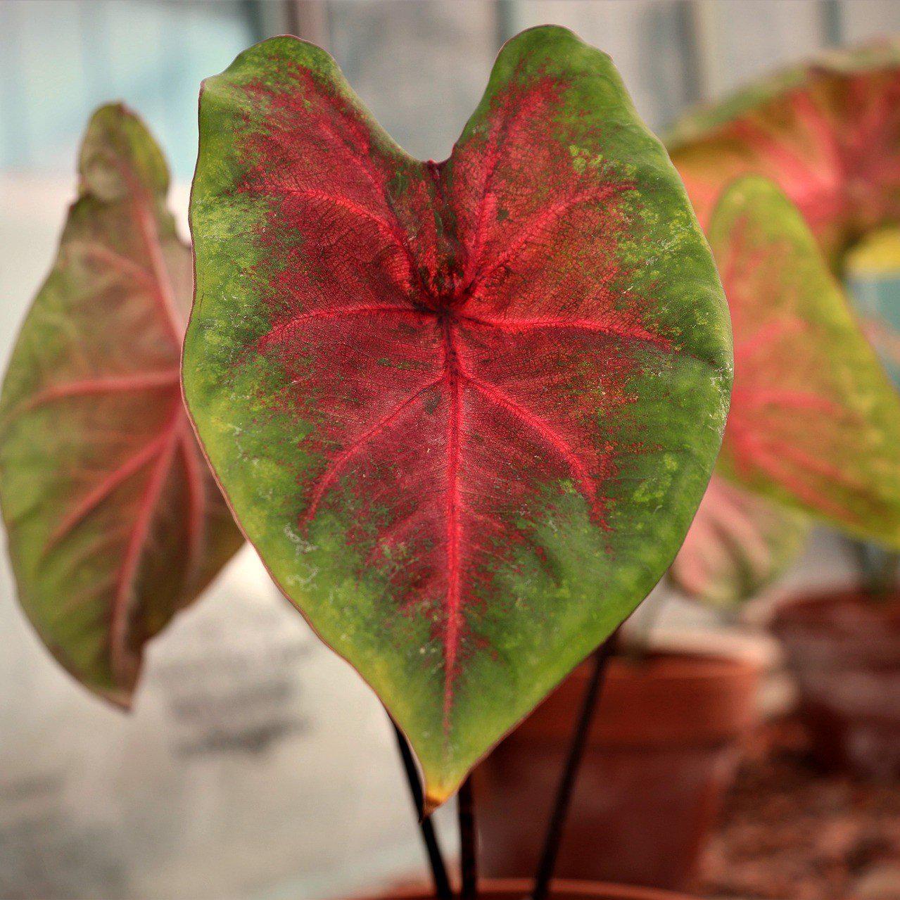 Caladium bicolor ~ Elephant Ears, Heart of Jesus - Delivered By ServeScape