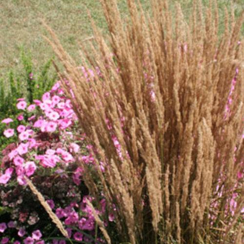 Calamagrostis acutiflora 'Overdam' ~ Overdam Feather Reed Grass-ServeScape