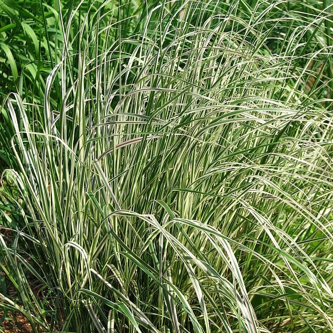 Calamagrostis acutiflora 'Overdam' ~ Overdam Feather Reed Grass-ServeScape