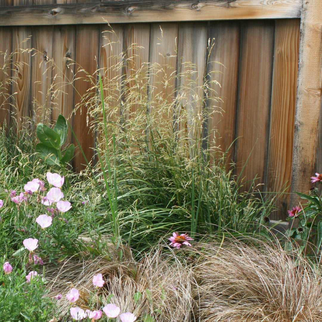 Calamagrostis x acutiflora 'Karl Foerster' ~ Feather Reed Grass 'Karl Foerster'-ServeScape