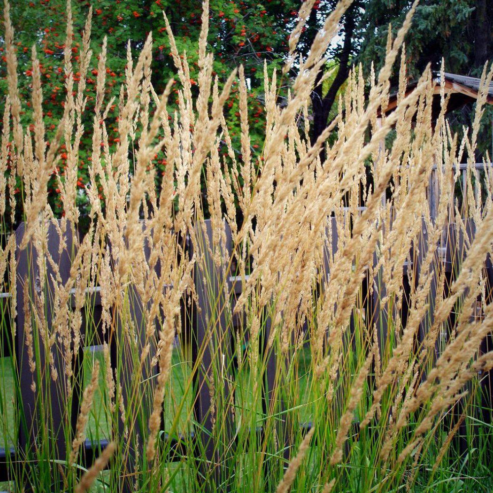 Calamagrostis x acutiflora 'Karl Foerster' ~ Feather Reed Grass 'Karl Foerster' - Delivered By ServeScape