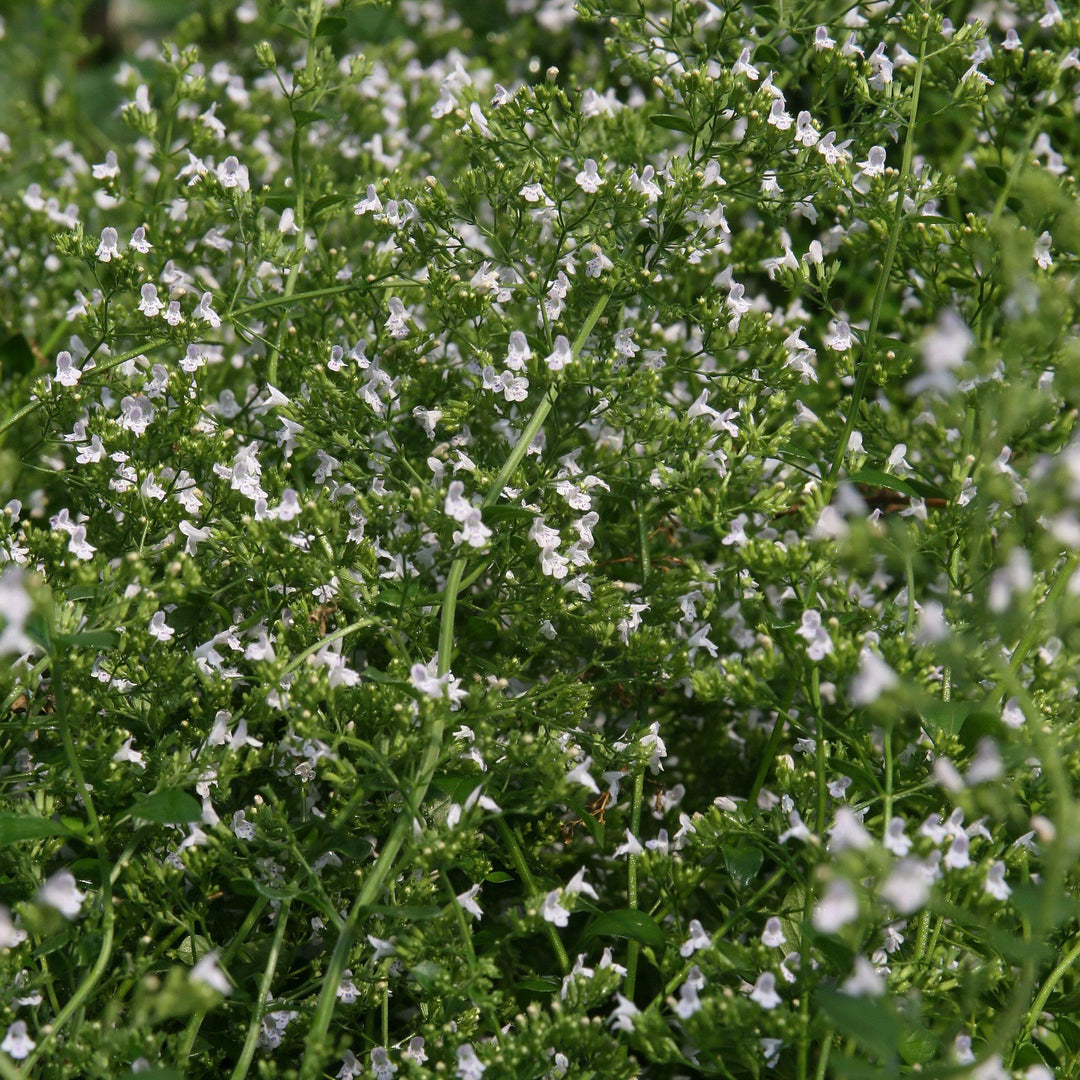 Calamintha nepeta 'White Cloud' ~ White Cloud Calamint-ServeScape