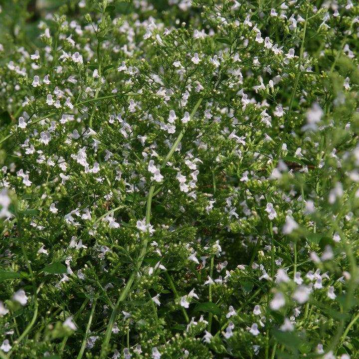 Calamintha nepeta 'White Cloud' ~ White Cloud Calamint-ServeScape