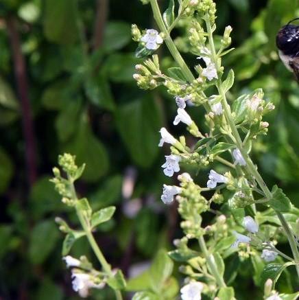 Calamintha nepeta 'White Cloud' ~ White Cloud Calamint-ServeScape