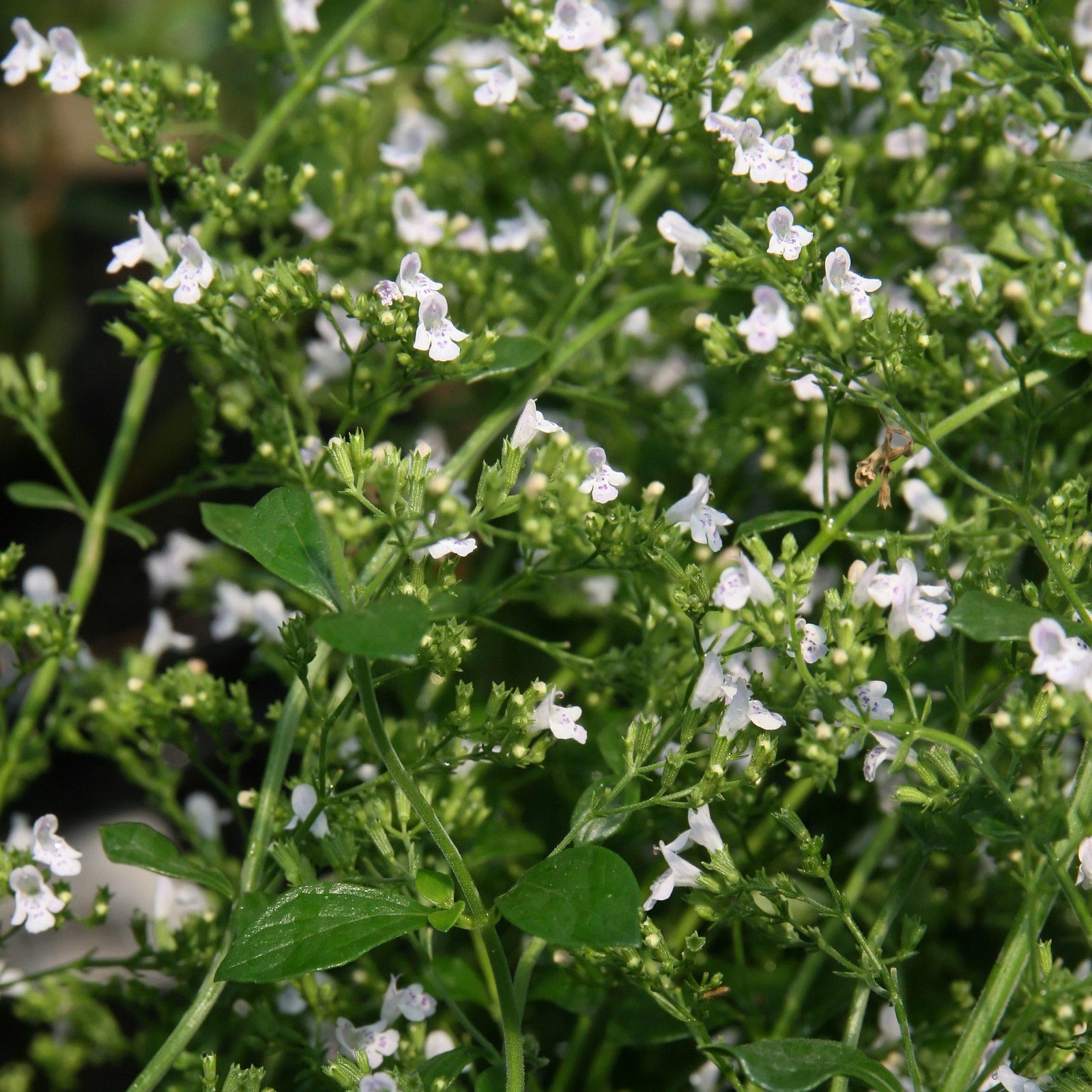 Calamintha nepeta 'White Cloud' ~ White Cloud Calamint-ServeScape