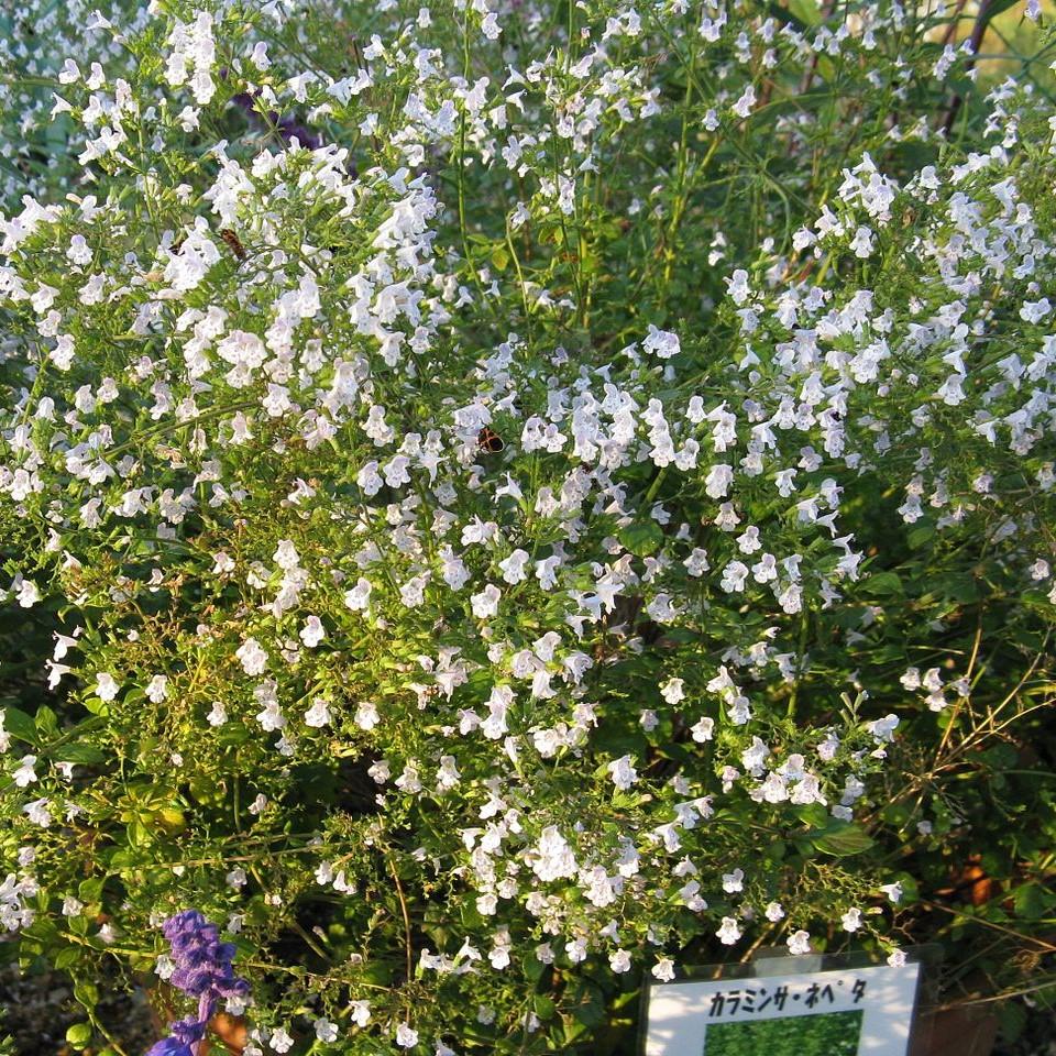 Calamintha nepeta spp. nepeta ~ Lesser Calamint-ServeScape