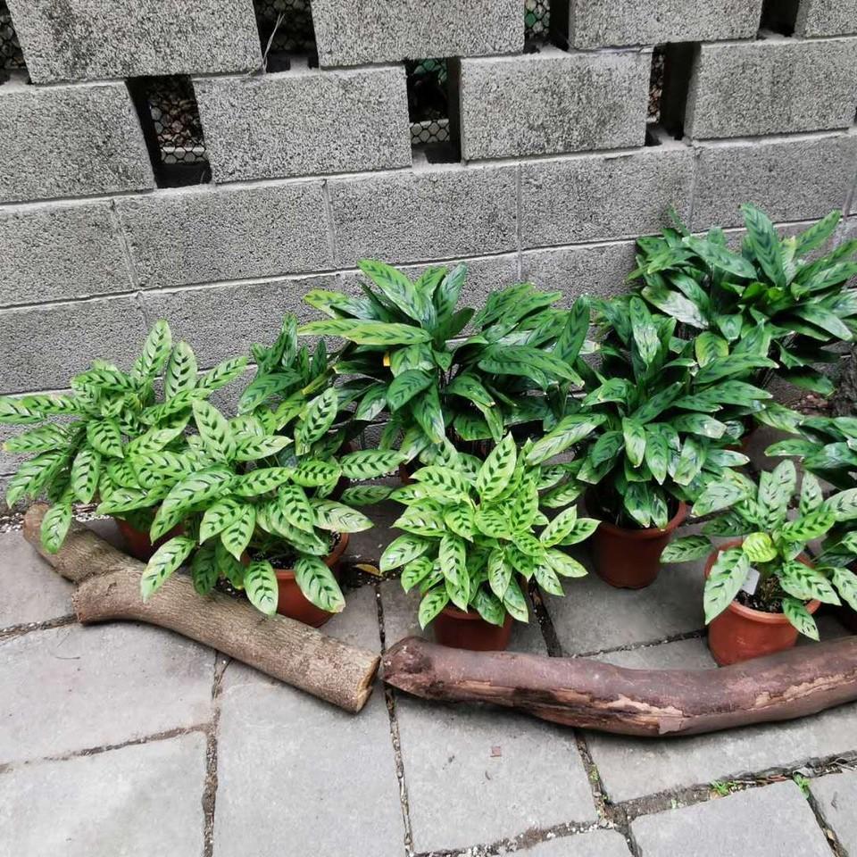 Calathea spp. ~ Peacock Plant, Calathea-ServeScape