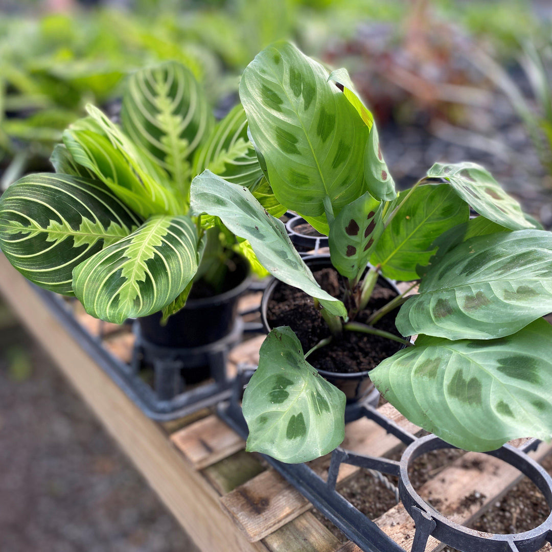 Calathea spp. ~ Peacock Plant, Calathea-ServeScape