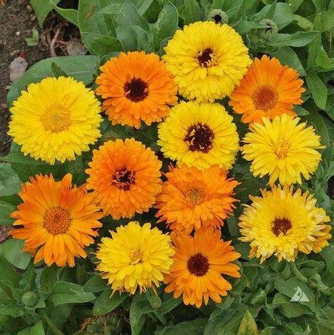Edible Flower Garden Pack-ServeScape