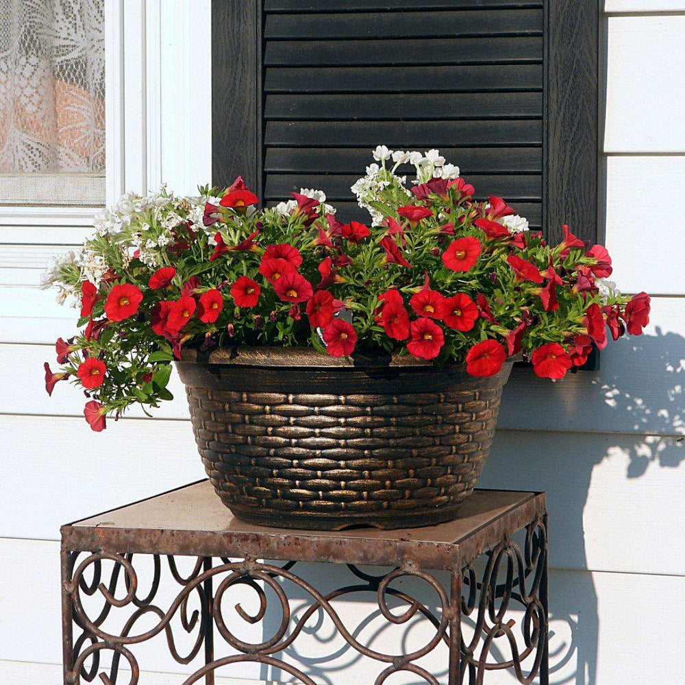 Calibrachoa 'Aloha Kona Dark Red' ~ Aloha Kona Dark Red Calibrachoa, Million Bells-ServeScape