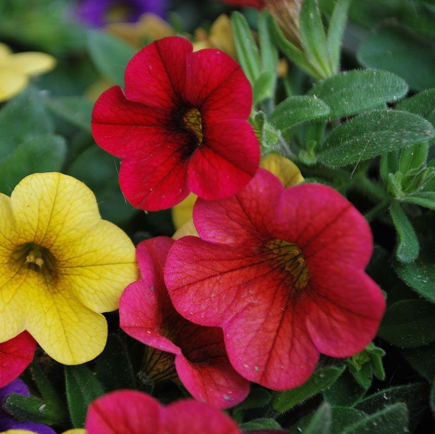 Calibrachoa 'Aloha Kona Dark Red' ~ Aloha Kona Dark Red Calibrachoa, Million Bells-ServeScape