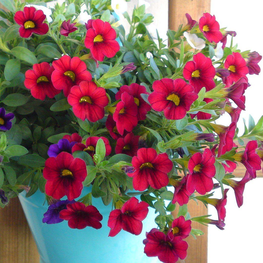 Calibrachoa 'Aloha Kona Dark Red' ~ Aloha Kona Dark Red Calibrachoa, Million Bells-ServeScape