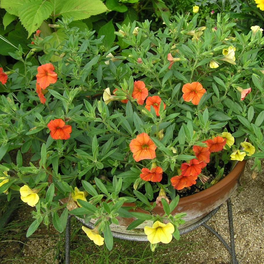 Calibrachoa 'Aloha Kona Hot Orange' ~ Aloha Kona Hot Orange Calibrachoa, Million Bells-ServeScape