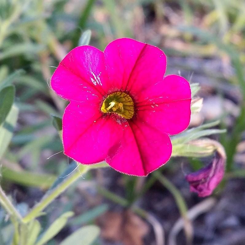 Calibrachoa 'Aloha Kona Hot Pink' ~ Aloha Hot Pink Calibrachoa, Million Bells-ServeScape