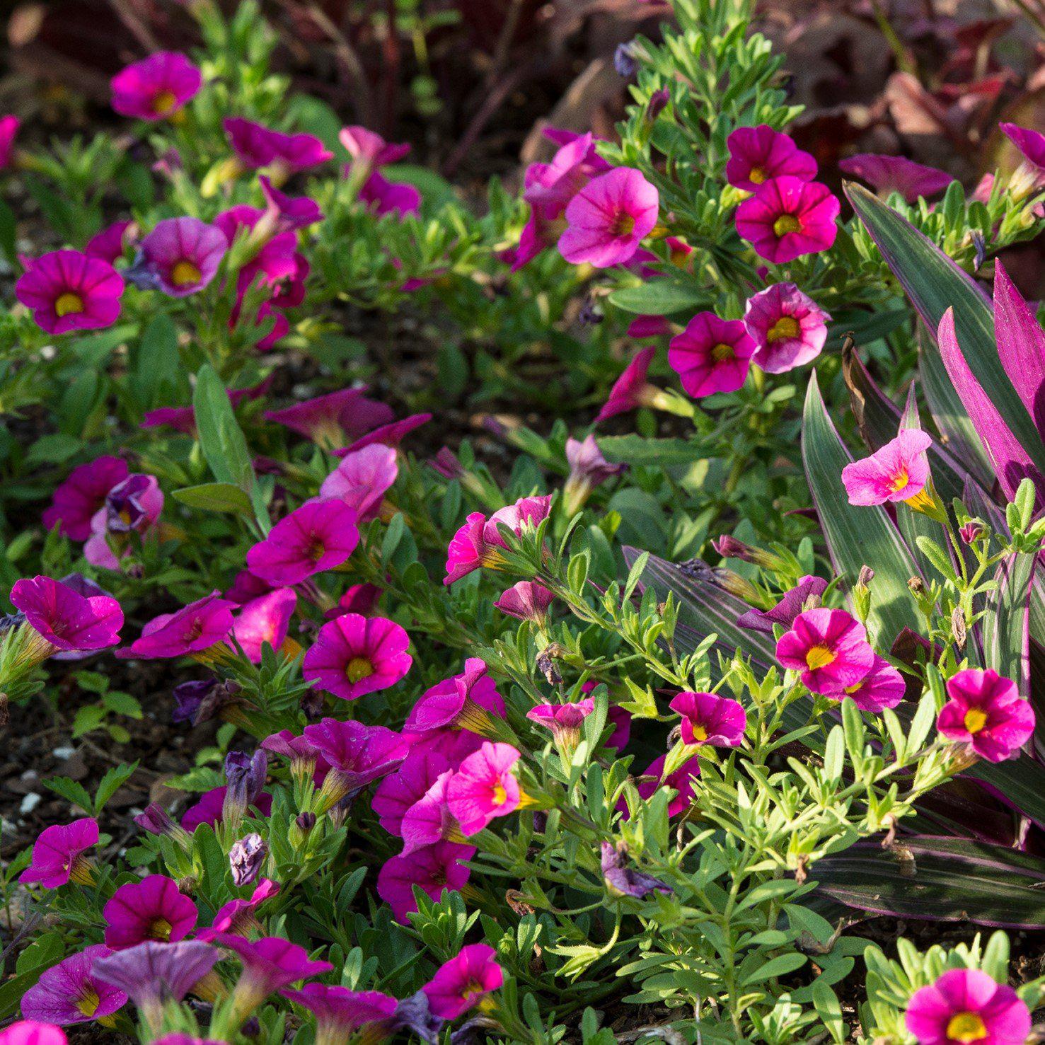 Calibrachoa 'Aloha Kona Hot Pink' ~ Aloha Hot Pink Calibrachoa, Million Bells-ServeScape
