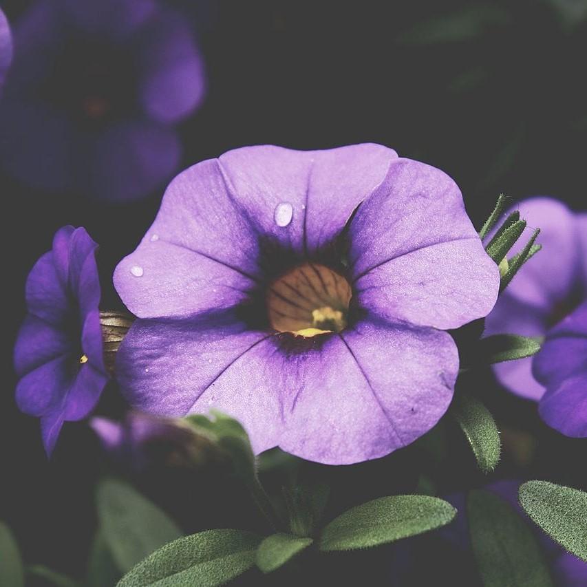Calibrachoa 'Aloha Kona True Blue' ~ Aloha Kona True Blue Calibrachoa, Million Bells-ServeScape