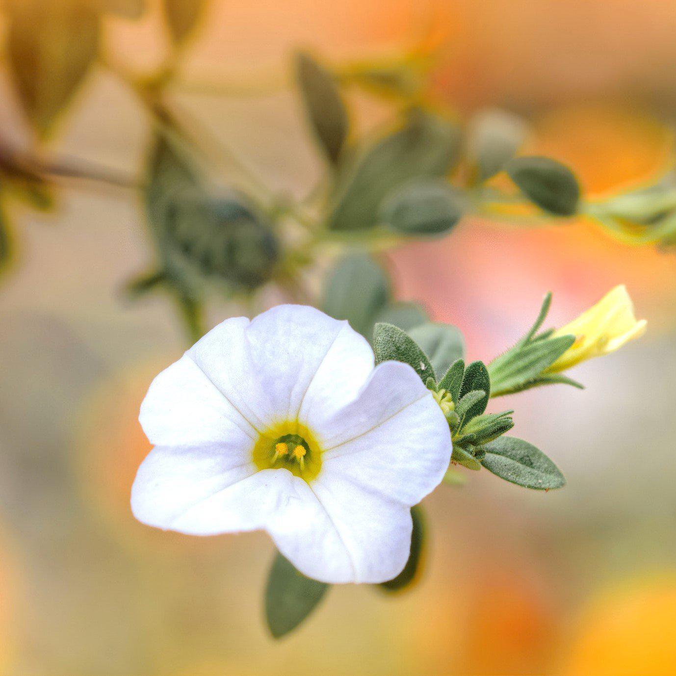 Calibrachoa 'Aloha Kona White' ~ Aloha Kona White Calibrachoa, Million Bells-ServeScape