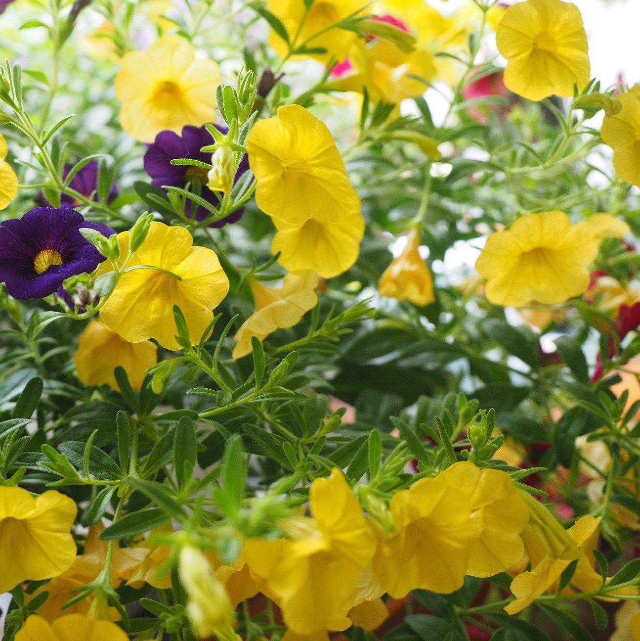 Calibrachoa 'Aloha Kona Yellow' ~ Aloha Kona Yellow Calibrachoa, Million Bells-ServeScape