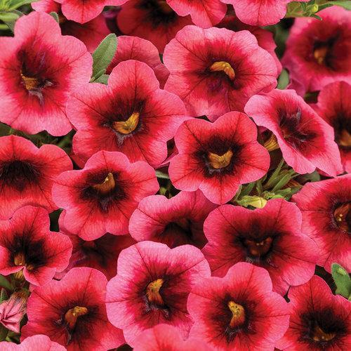 Calibrachoa hybrid 'BBCAL82402' ~ Superbells® Watermelon Punch™ calibrachoa-ServeScape