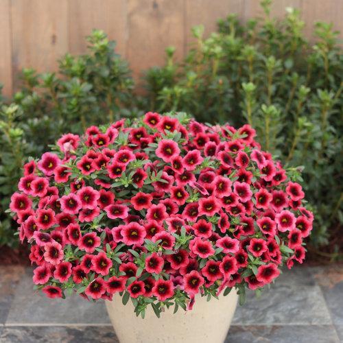 Calibrachoa hybrid 'BBCAL82402' ~ Superbells® Watermelon Punch™ calibrachoa-ServeScape