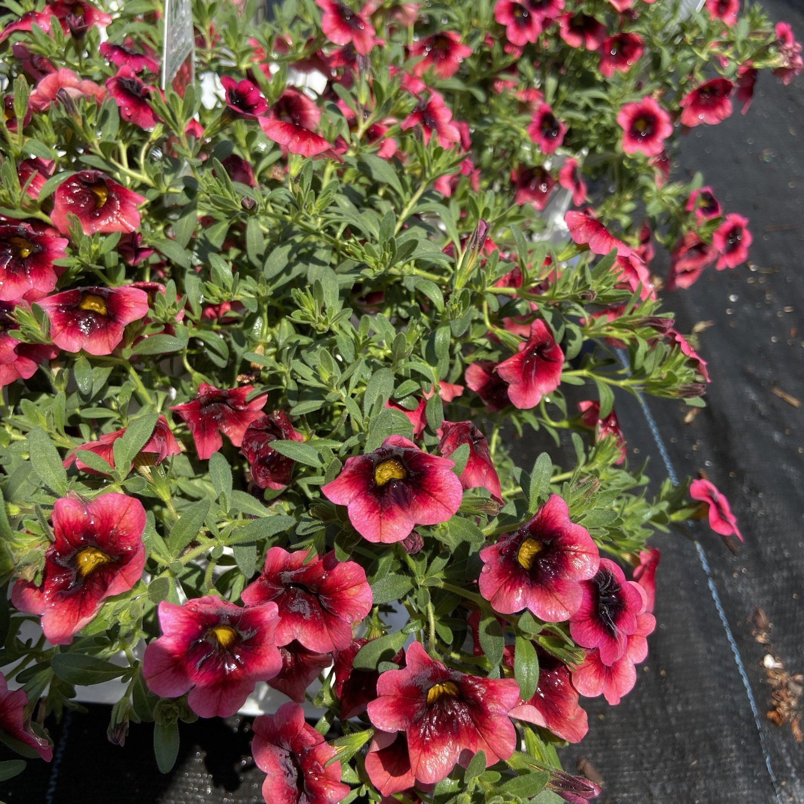 Calibrachoa hybrid ‘Superbells watermelon punch’ ~ calibrachoa - Delivered By ServeScape