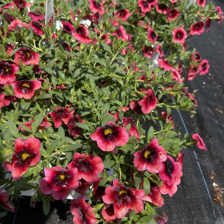 Calibrachoa hybrid ‘Superbells watermelon punch’ ~ calibrachoa - Delivered By ServeScape
