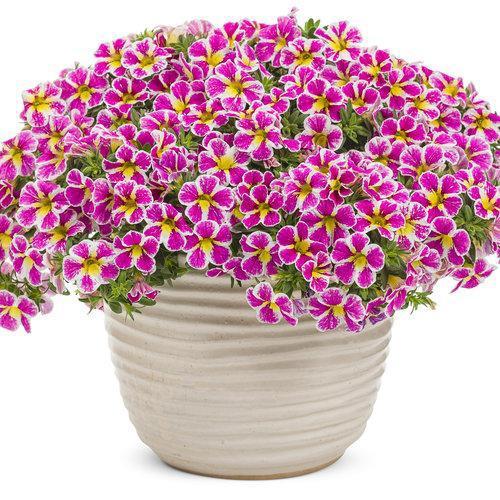 Calibrachoa hybrid 'BBCAL85303' ~ Superbells® Holy Cow!™ Calibrachoa, Million Bells-ServeScape