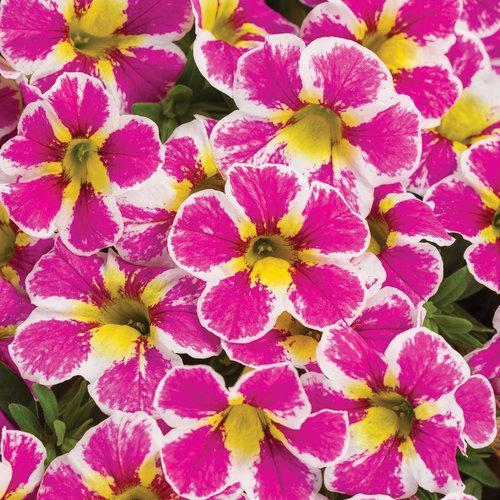 Calibrachoa hybrid 'BBCAL85303' ~ Superbells® Holy Cow!™ Calibrachoa, Million Bells-ServeScape
