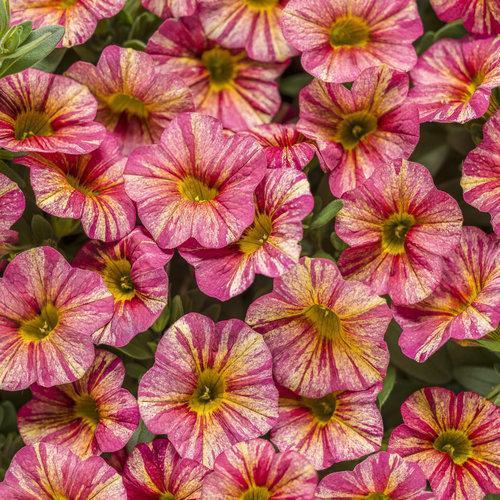 Calibrachoa hybrid 'INCALTRSUN' ~ Superbells® Tropical Sunrise-ServeScape