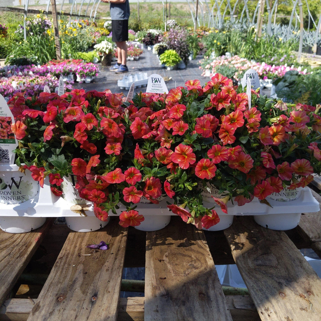 Calibrachoa hybrid ~ Superbells Tropical Sunrise - Delivered By ServeScape
